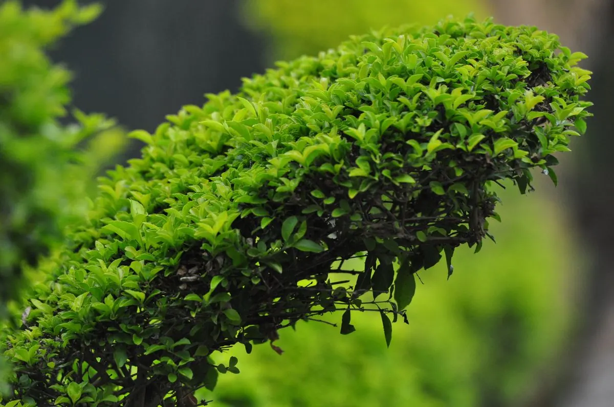 Sebe acabada de aparar, com o corte nítido e a folhagem verde densa.
